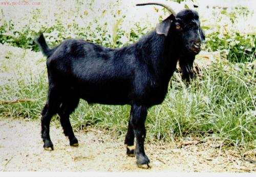 石屏特产黑山羊 广东最好的黑山羊