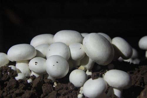 芦芽山特产银盘蘑菇图 宁武特产银盘蘑菇