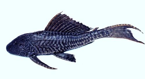南海有什么特产鱼 南海最名贵的鱼类