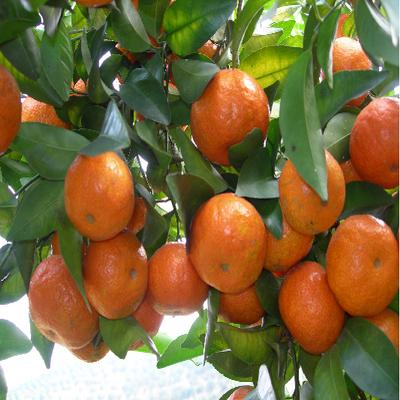 砂糖橘哪里特产最多 哪里产的砂糖橘好吃