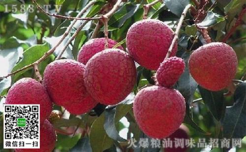 茂名特产荔枝图片 可以买广东茂名的荔枝吗