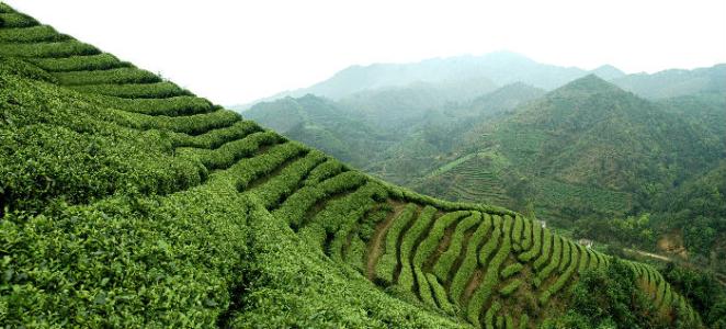 海南特产的茶叶鹧鸪属于啥茶 海南特产茶叶鹧鸪