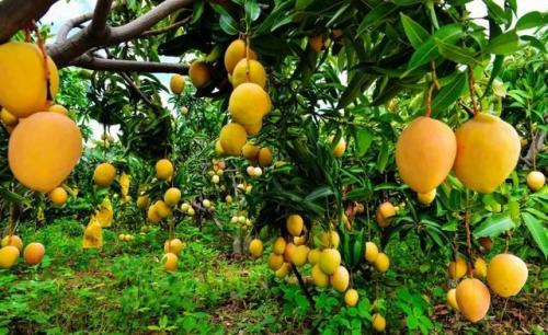 芒果特产有哪些品种 芒果的种类及产地图片