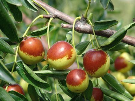 攀枝花特产水果是什么 