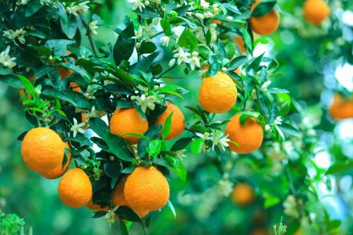 黄果树特产是什么东西 黄果树景区里的特色产品