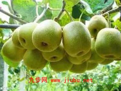 贵州特产猕猴桃果浆怎么用 贵州猕猴桃干介绍