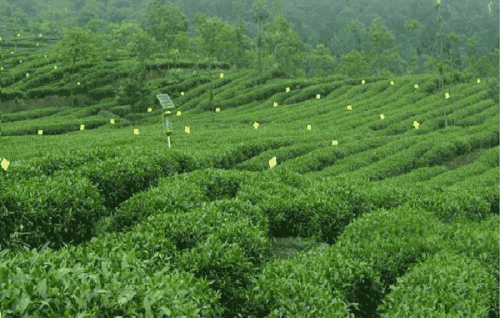 海南所有特产茶是什么茶叶 海南茶叶特产有哪些图片