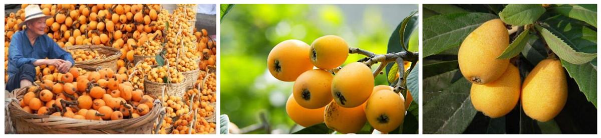 西安特产水果枇杷 西安特产的水果