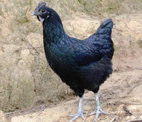 黑羽乌骨鸡是哪里特产 正宗乌骨鸡价格及图片