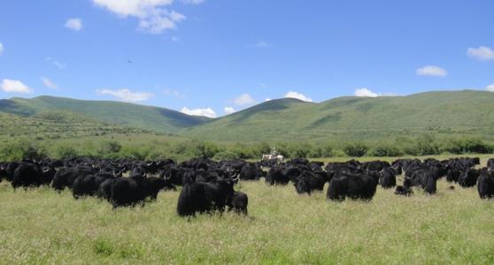 西藏特产牦牛干多少钱一斤 西藏牦牛肉干排行榜