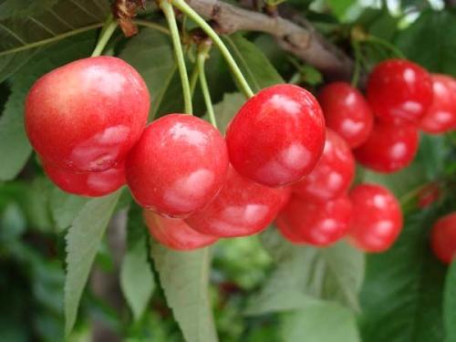 樱桃的特产在哪里可以买到 樱桃最便宜的市场在哪里