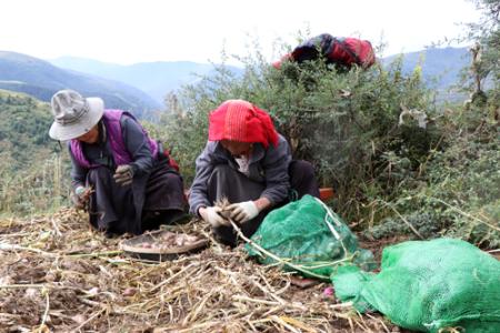 松潘县藏乡源土特产 松潘的特产是什么