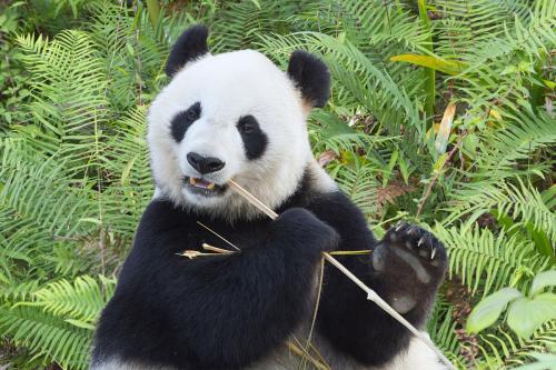 小熊猫土特产 重庆土特产小熊猫包装