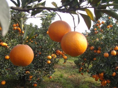 丹棱特产果冻橙 果冻橙来自丹棱县还是凤凰县
