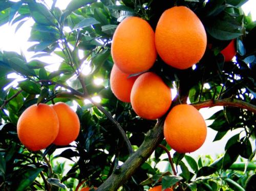 江西特产水果脐橙 江西脐橙最出名的县