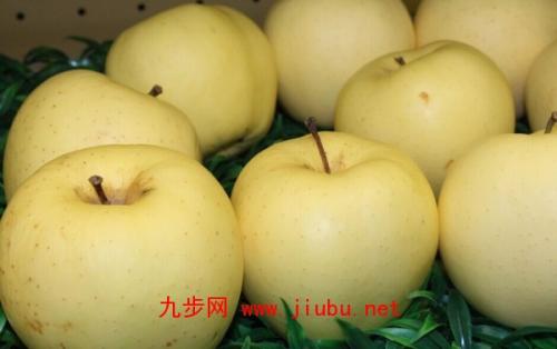 5斤香水梨水果特产 老家香水梨图片
