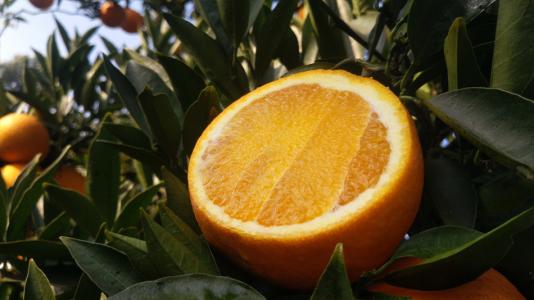 脐橙是我家乡的特产之一 家乡的特产赣南脐橙