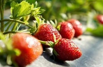 摩尔庄园草莓特产可以送吗 摩尔庄园特产草莓有什么用
