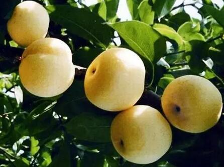 特产水果梨品种 常见水果梨的品种