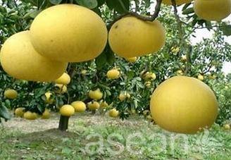 玉环县特产文旦柚有哪些特点 玉环文旦与普通柚子区别