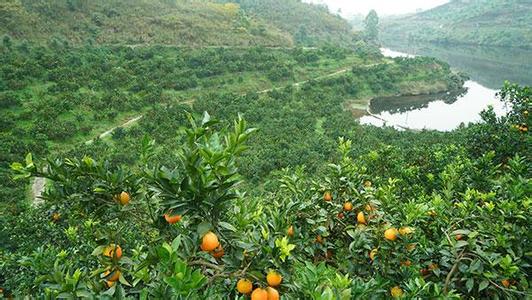 富川脐橙是什么地方的特产 富川脐橙何时出名