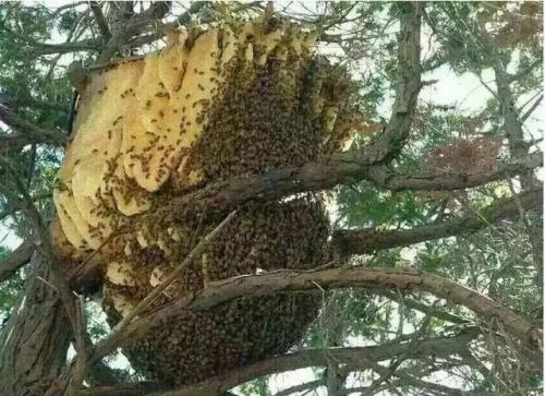 湖南特产纯蜂蜜 湖南本地蜂蜜价格优惠