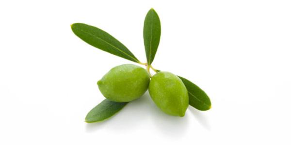金灶特产青橄榄 金灶特产水果橄榄批发
