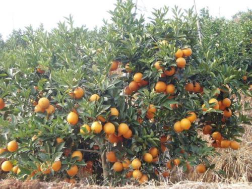 其中赣南脐橙是江西的特产英语 脐橙的介绍英语简短