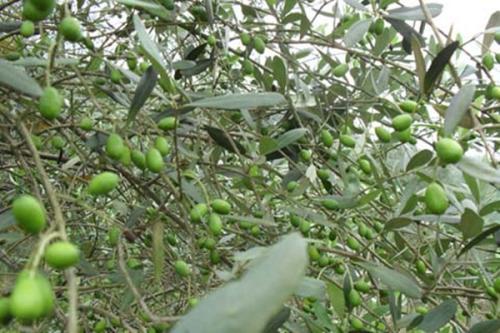 橄榄油什么地方特产 中国哪里产橄榄油
