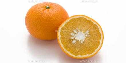 柑橘特产作文 特产脐橙作文500字