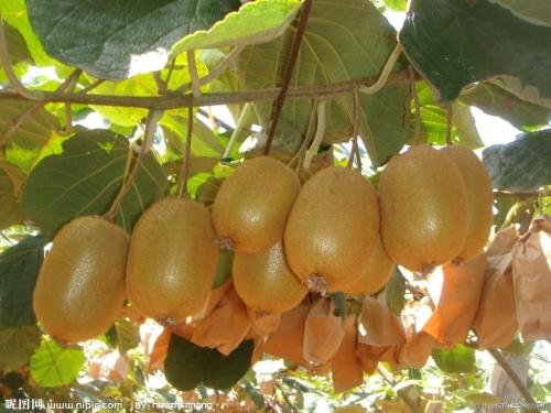 猕猴桃最好吃的特产 中国哪里的猕猴桃最好吃有何特色