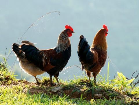 牧香鸡特产 五黑鸡是哪里的特产