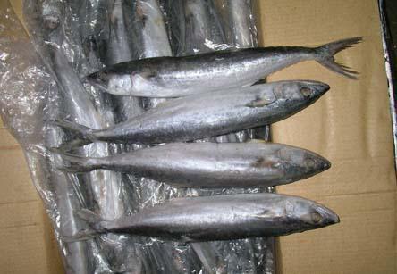 水产特产冻鱼 怎样冻鱼能保持鱼的本色