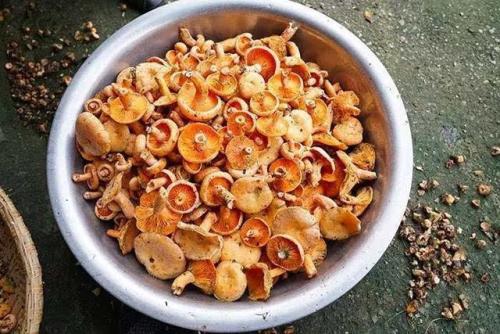 云南特产零食香菇菌 云南特产零食蘑菇