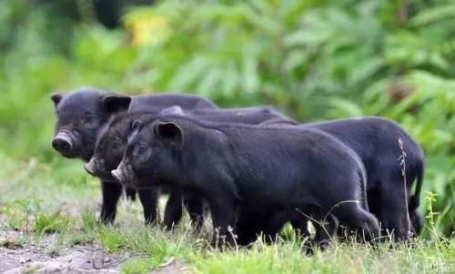 巴马香猪属于哪的特产 巴马香猪原产地是哪里