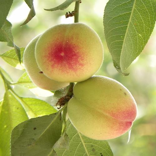 水蜜桃的特产有哪些 江苏省正宗水蜜桃特产
