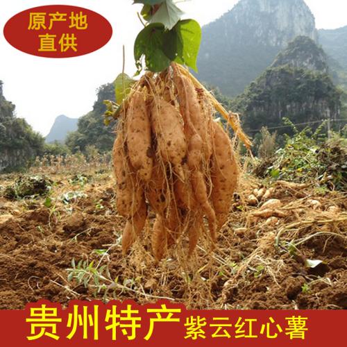 泗县特产红薯介绍 安徽泗县红薯收获时间