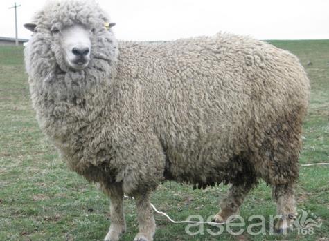细毛羊是哪个地区的特产 中国哪里有细毛羊