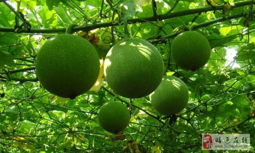 皖南特产瓜蒌籽 安徽瓜蒌籽的照片