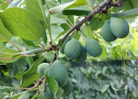 涞源特产黄李子 涞源县的特产水果是什么