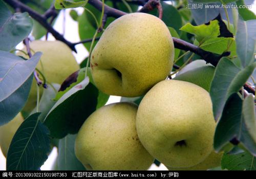 昭通鲁甸有什么水果特产吗图片 云南昭通地区都产什么水果
