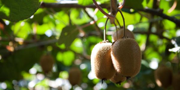 介绍西峡特产猕猴桃 猕猴桃哪里的特产