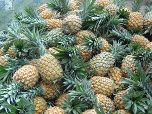 菠萝特产介绍 中国哪个地方的土特产是菠萝