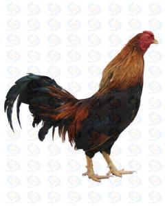 天麻火腿鸡是不是云南特产 云南天麻火腿鸡的价目表