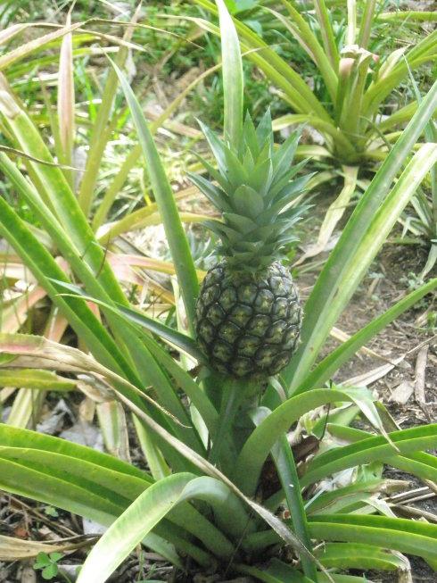 越南菠萝特产在哪 越南特色水果排行