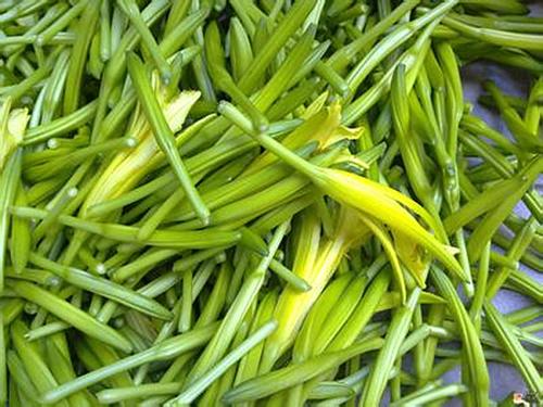 黄花菜是东莞的特产吗 广东本地黄花菜
