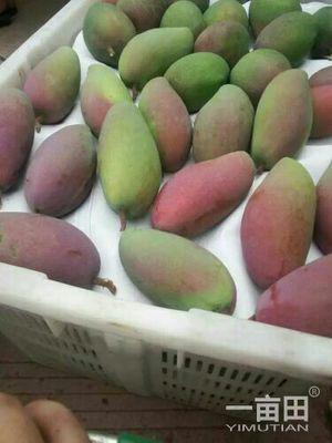 芒果干是东山岛的特产之一吗 