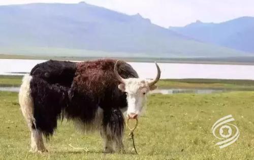 牦牛肉干西藏特产不太干 西藏牦牛肉干哪里正宗