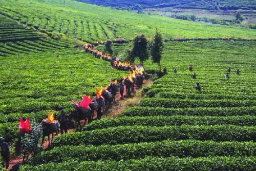 福贡特产茶叶是什么茶类 贡山县茶叶品种有哪些名称呢