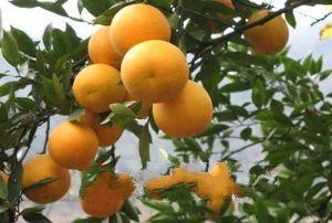 黄果树当地特产 贵州黄果树瀑布的特产
